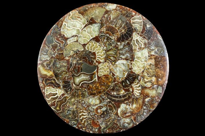 Composite Plate Of Agatized Ammonite Fossils #107331